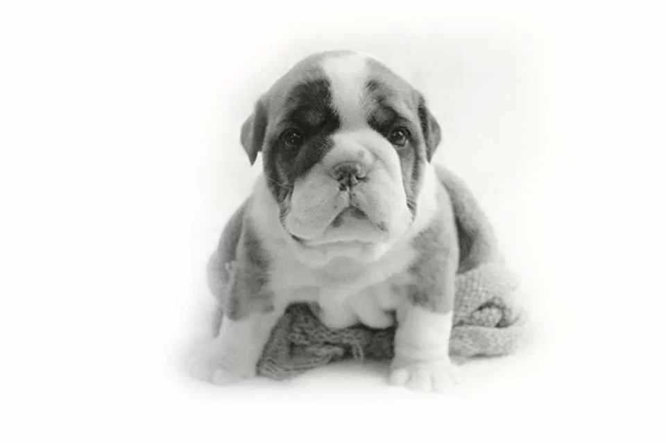 Filhote de Bulldog Inglês